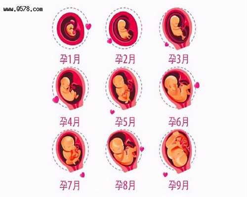 图为代孕的母体子宫结构图.据图回答下列问题．