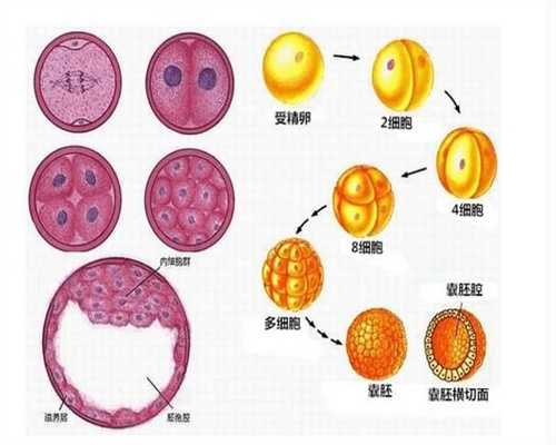 上海代孕哪家强_上海试管代孕应该怎么选择_孕期不吃钙片会怎么样