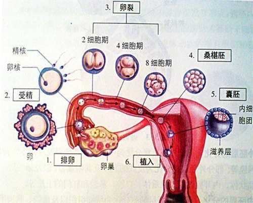 上海代孕生殖中心包生男孩_上海人工受孕能包性别吗_唐氏综合症类型有几类
