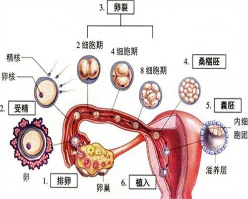 上海口碑好的优孕助孕_上海专业助孕服务_刚怀孕严重气虚怎么办