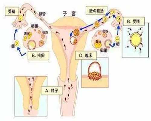 上海国内代孕技术怎么样_上海添禧代孕中介_受精时机的选择与优生