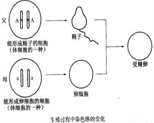 上海代孕哪家较好点_上海合法代孕费用是多少_怀孕能吃红毛丹吗