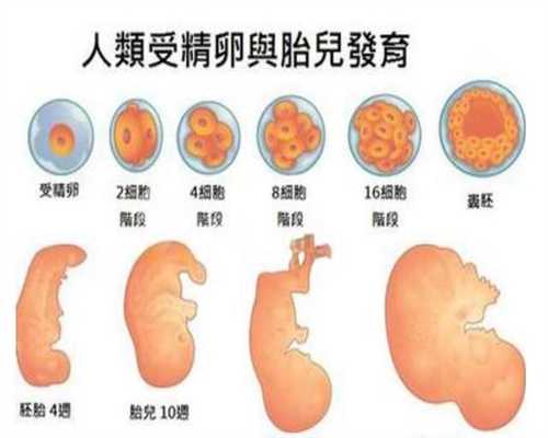 上海代孕医院价钱_上海哪里有好的合法代孕