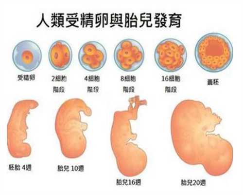 上海哪个城代孕比较多_上海代孕在是怎么收费的